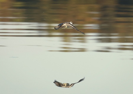 red-necked phalarope flying red-necked phalarope flying